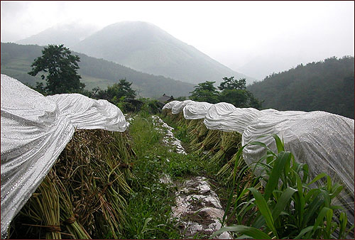 수확한 매마리(무 종자용) 더미와 산골 풍경 